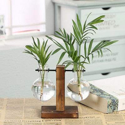 Hydroponic Transparent Plant Vases - Pioneer Gadgets